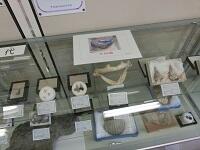 ３A自然史館コラボ研究３